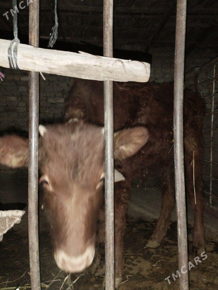 okuz mal - Mary - img 4