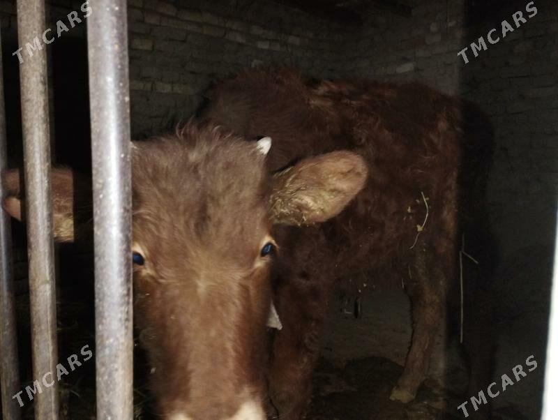 okuz mal - Mary - img 2