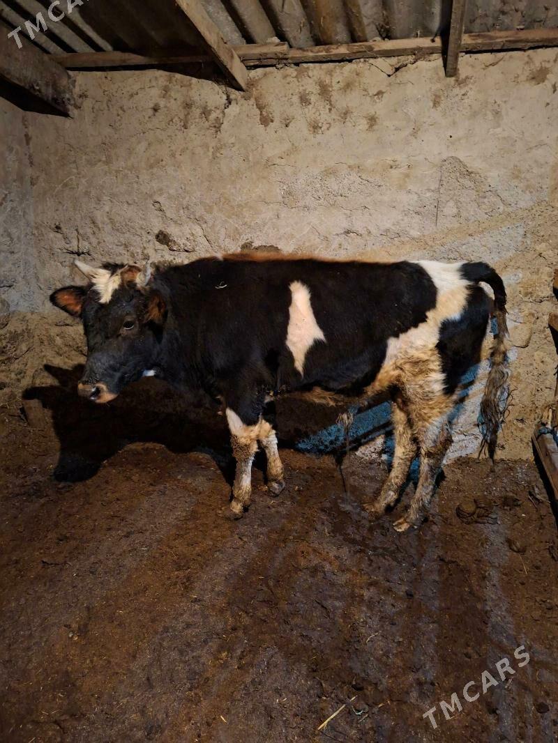 Gibirit okuz - Ашхабад - img 4