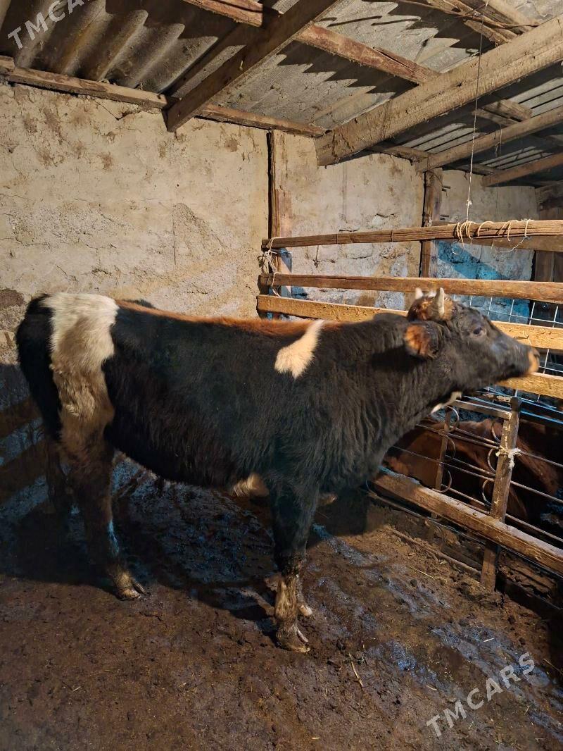 Gibirit okuz - Ашхабад - img 7