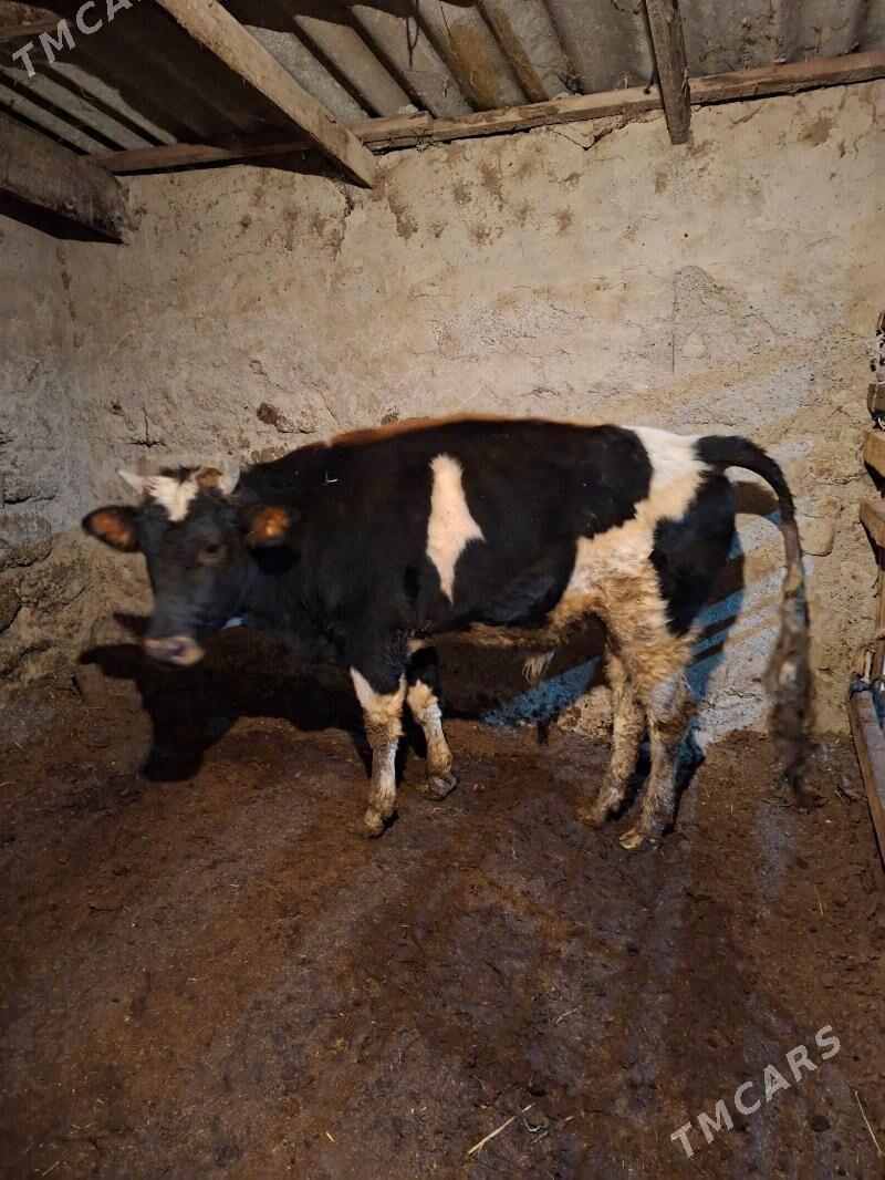 Gibirit okuz - Ашхабад - img 5