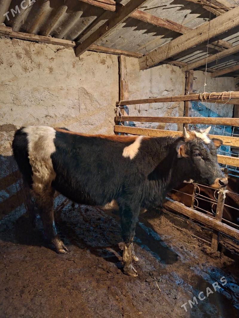 Gibirit okuz - Ашхабад - img 6