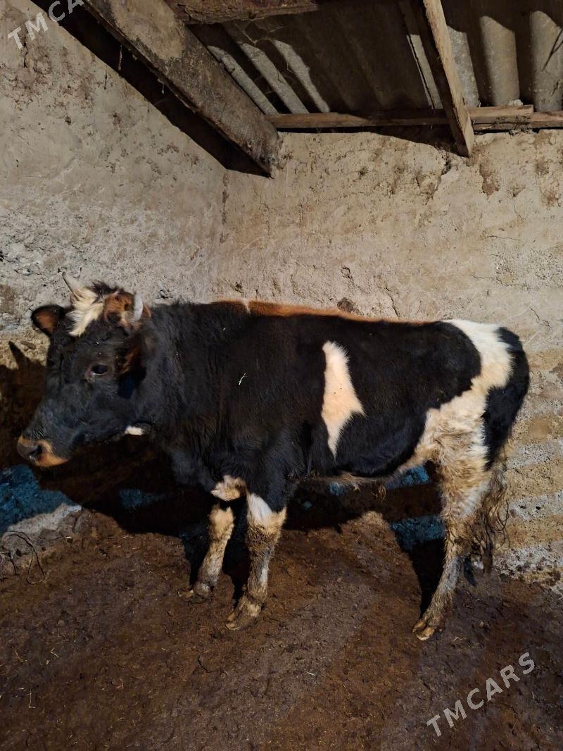 Gibirit okuz - Ашхабад - img 3