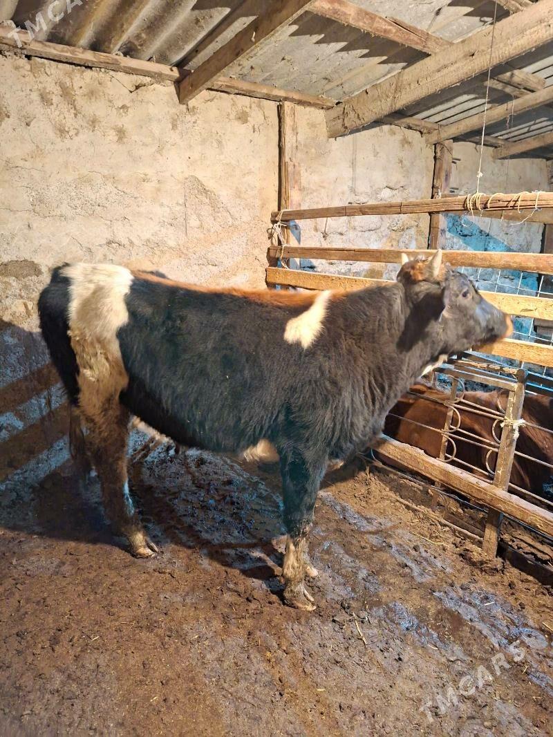 Gibirit okuz - Ашхабад - img 8