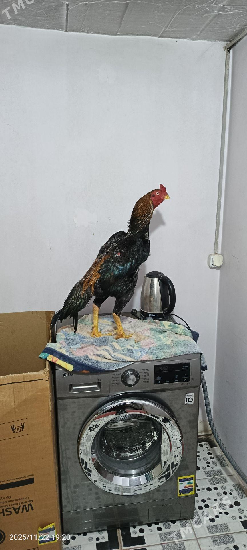 horaz baysov - Kerki - img 4