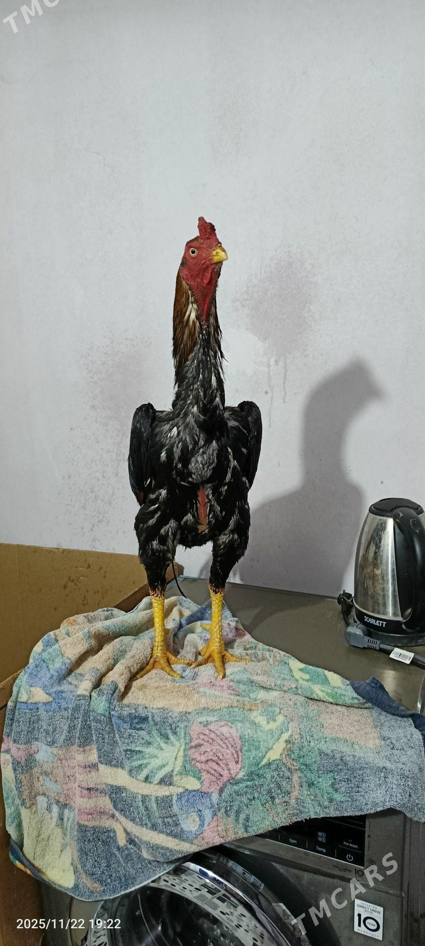 horaz baysov - Kerki - img 3