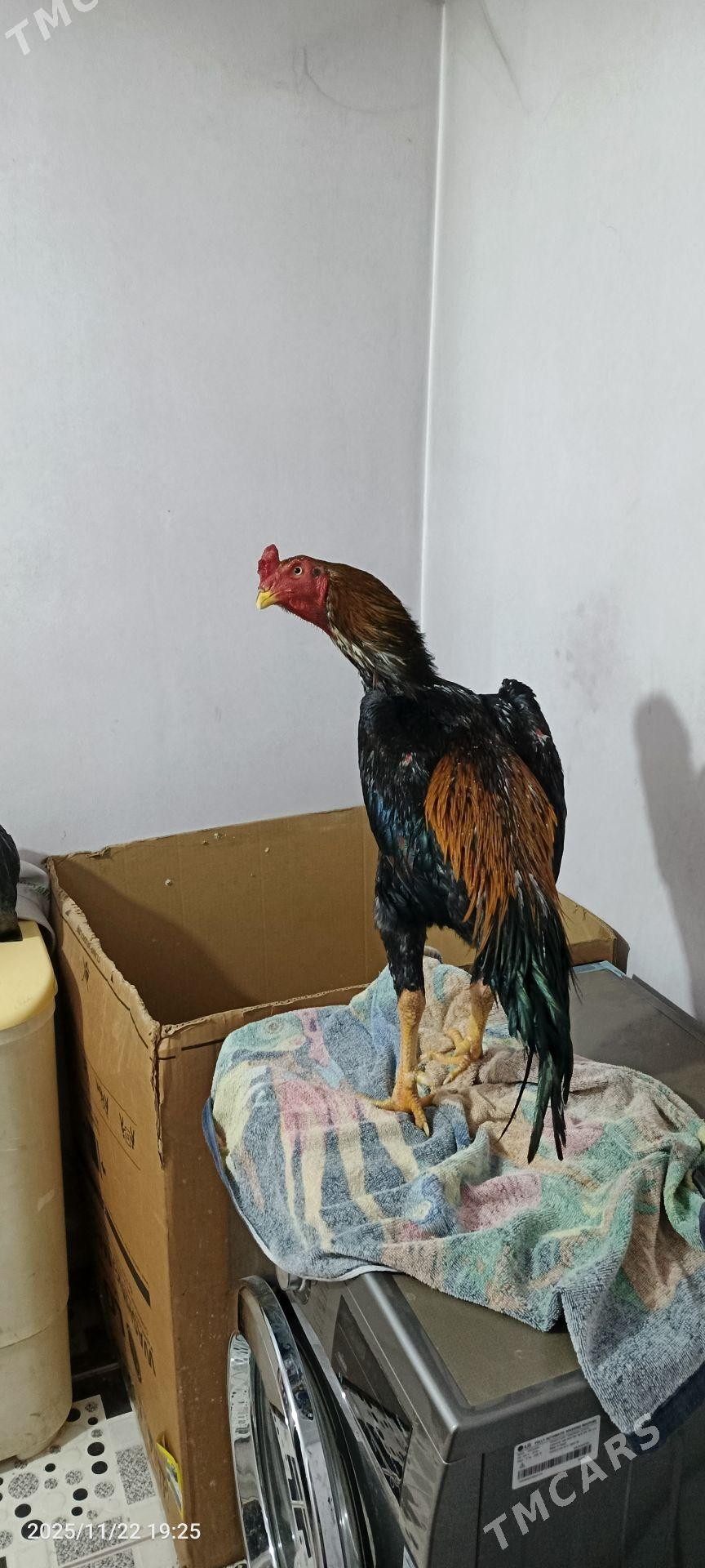 horaz baysov - Kerki - img 5