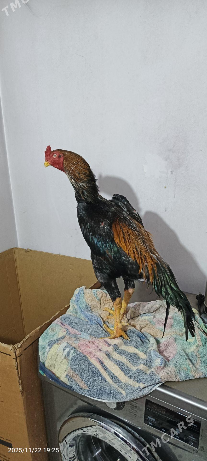 horaz baysov - Kerki - img 2