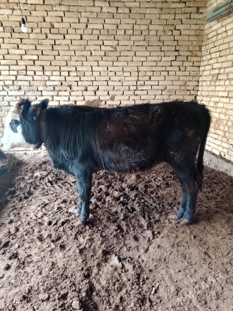 okuz - Мары - img 3