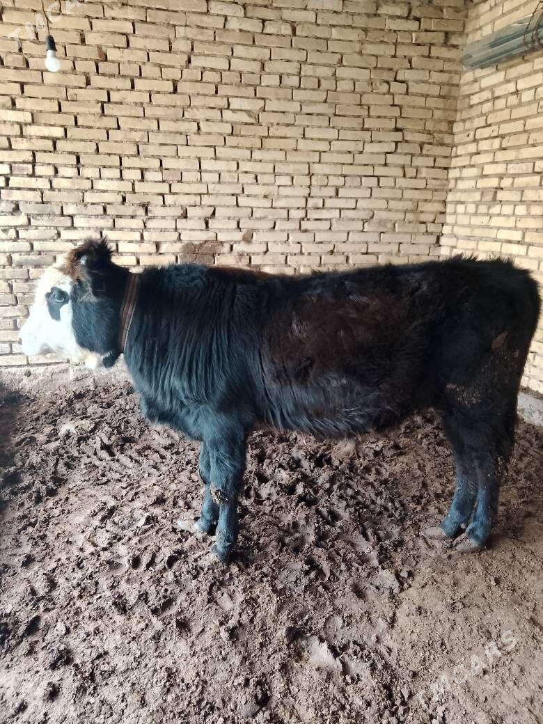 okuz - Мары - img 2