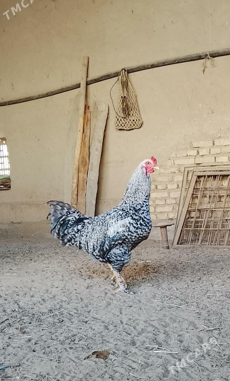 Horaz - Mary - img 2