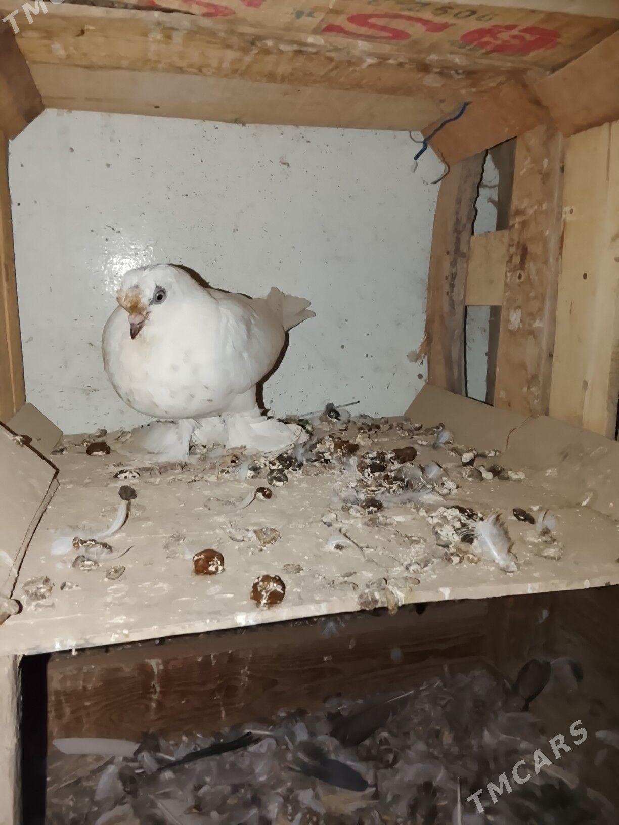 Kepderi - Мары - img 4