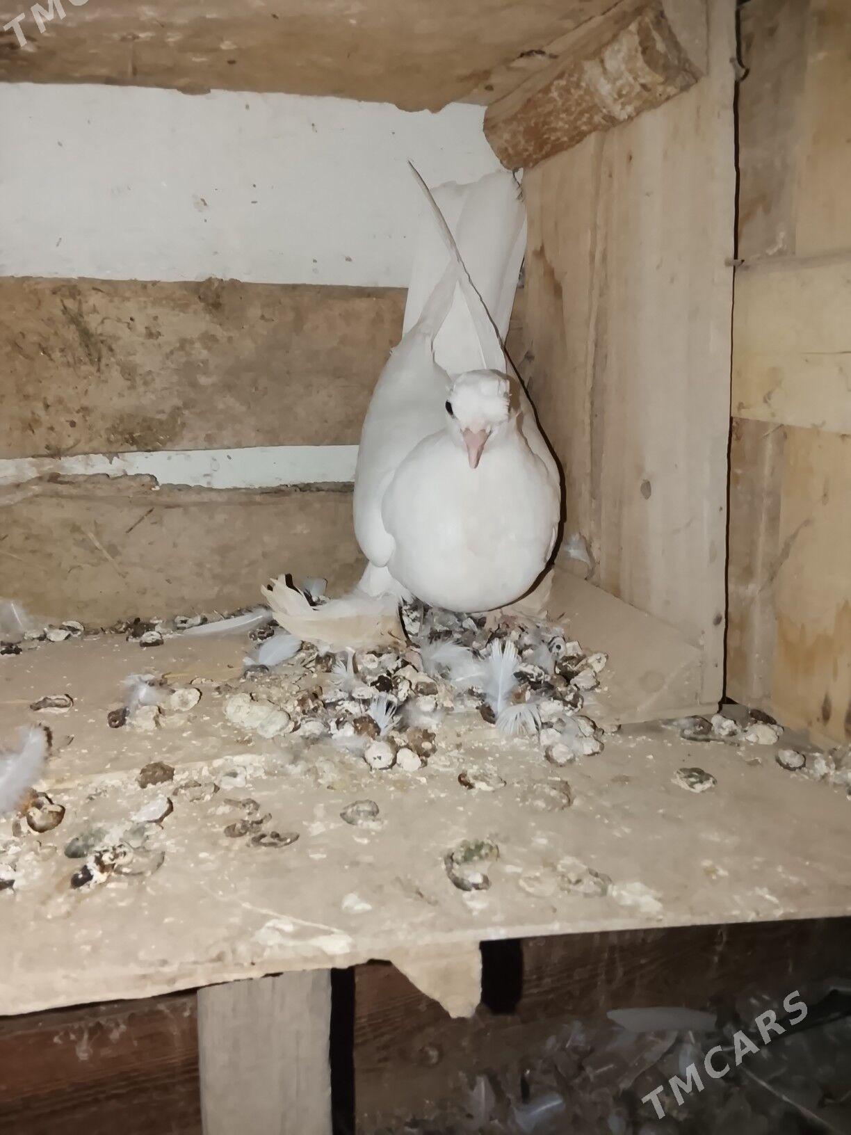 Kepderi - Мары - img 3