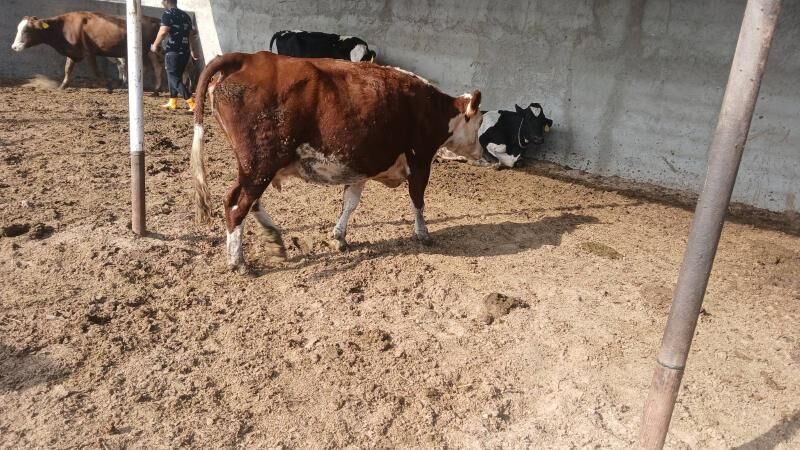 sygyr - Бахарден - img 3