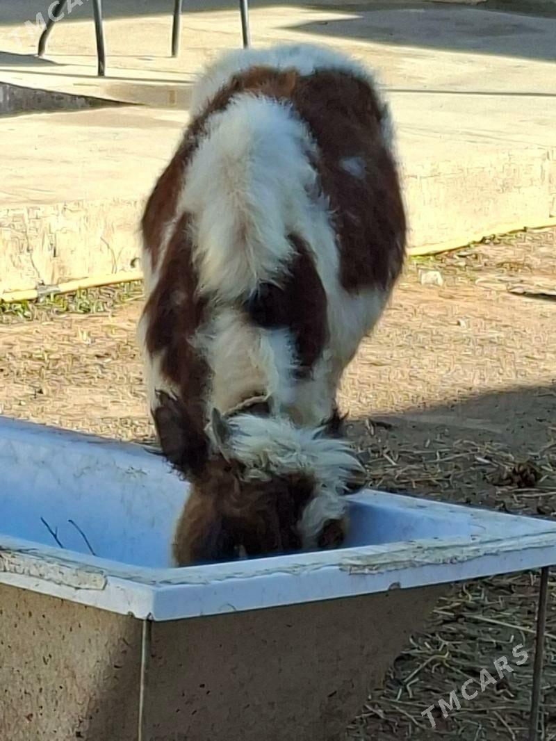 Okuz - Ашхабад - img 2