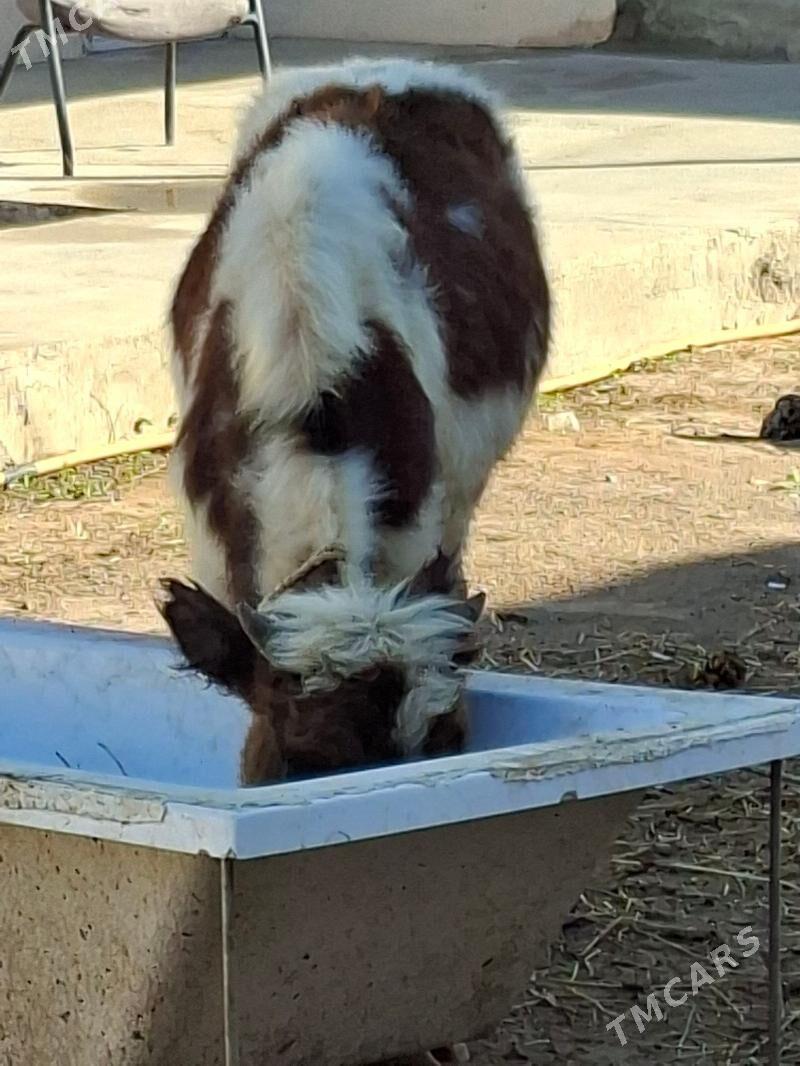 Okuz - Ашхабад - img 3