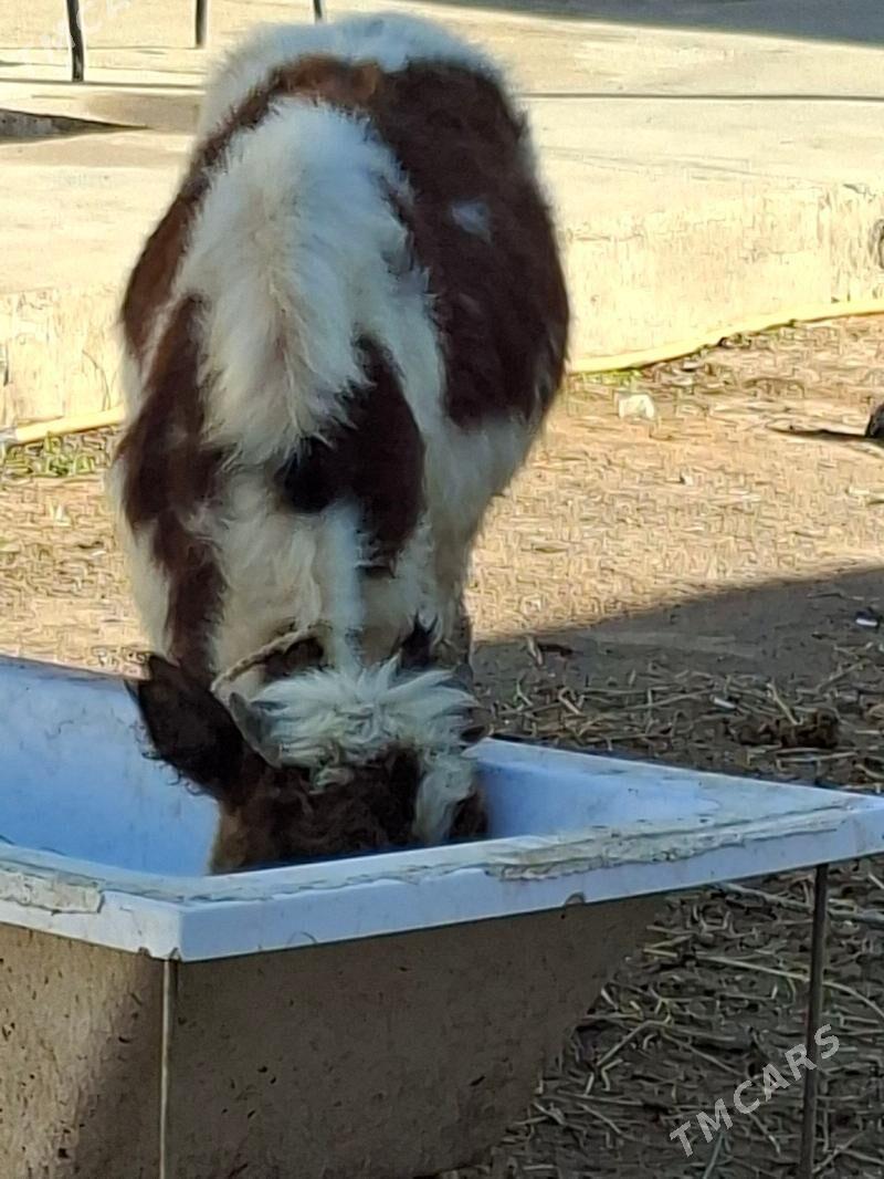 Okuz - Ашхабад - img 4