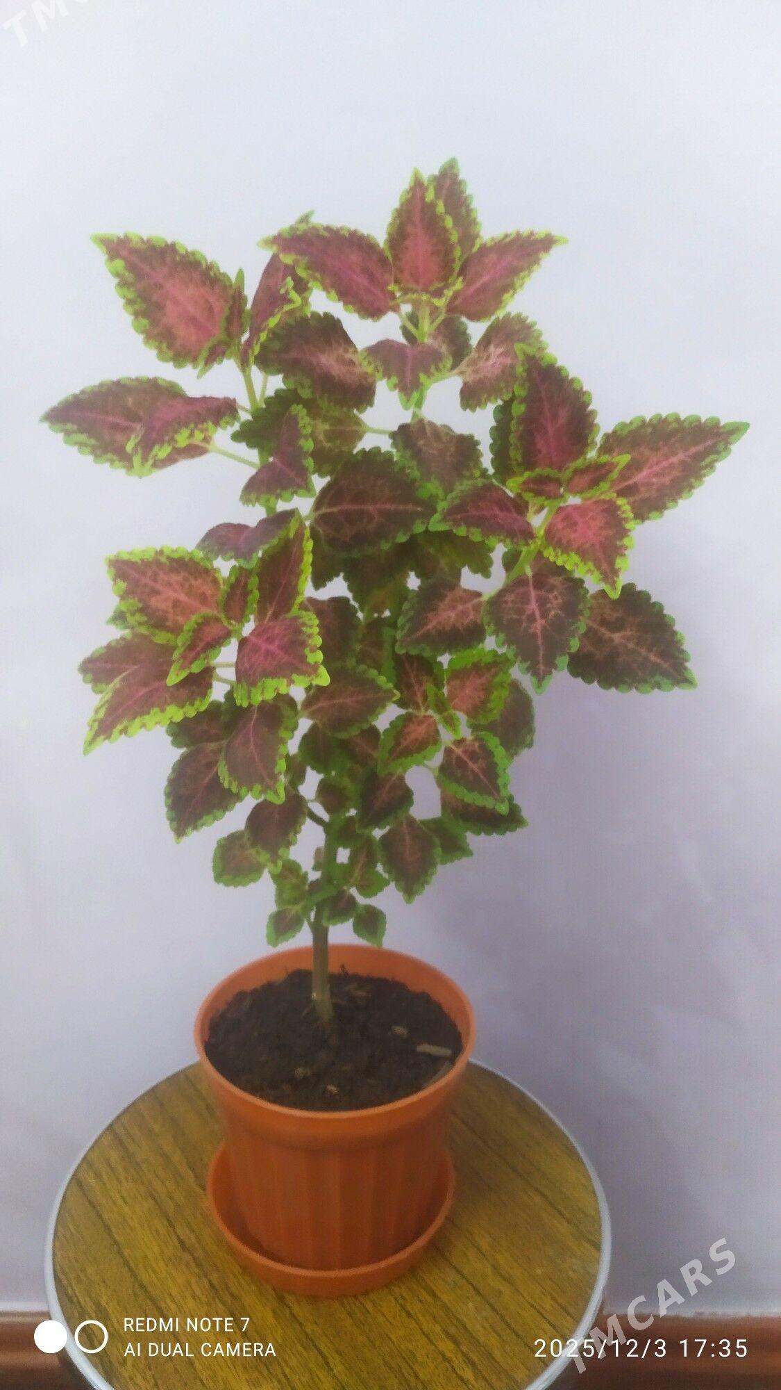 Koleus - Бузмеин ГРЭС - img 2