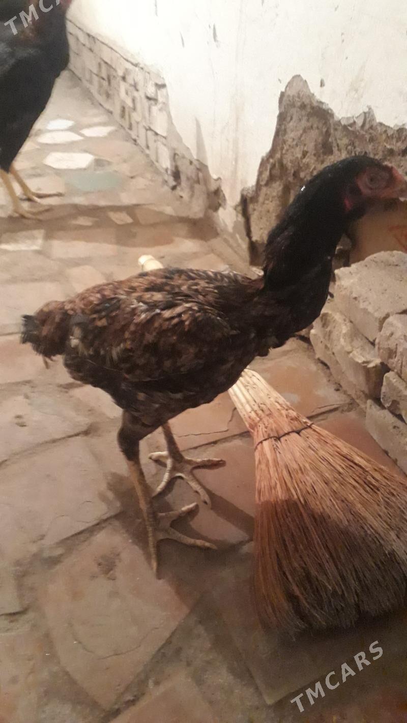 horaz juje maki - Görogly (Tagta) - img 3