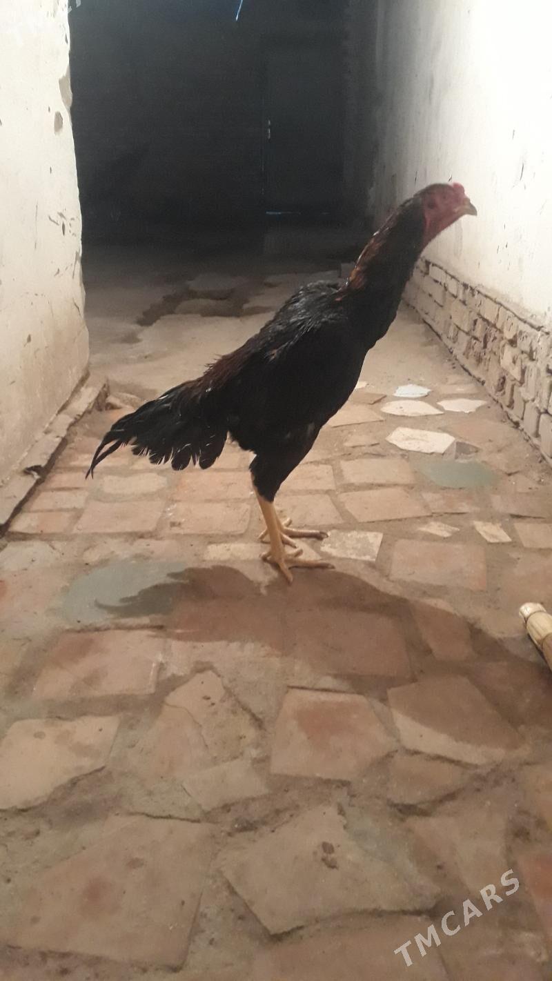 horaz juje maki - Görogly (Tagta) - img 2