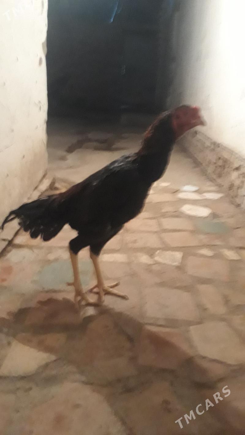 horaz juje maki - Görogly (Tagta) - img 4