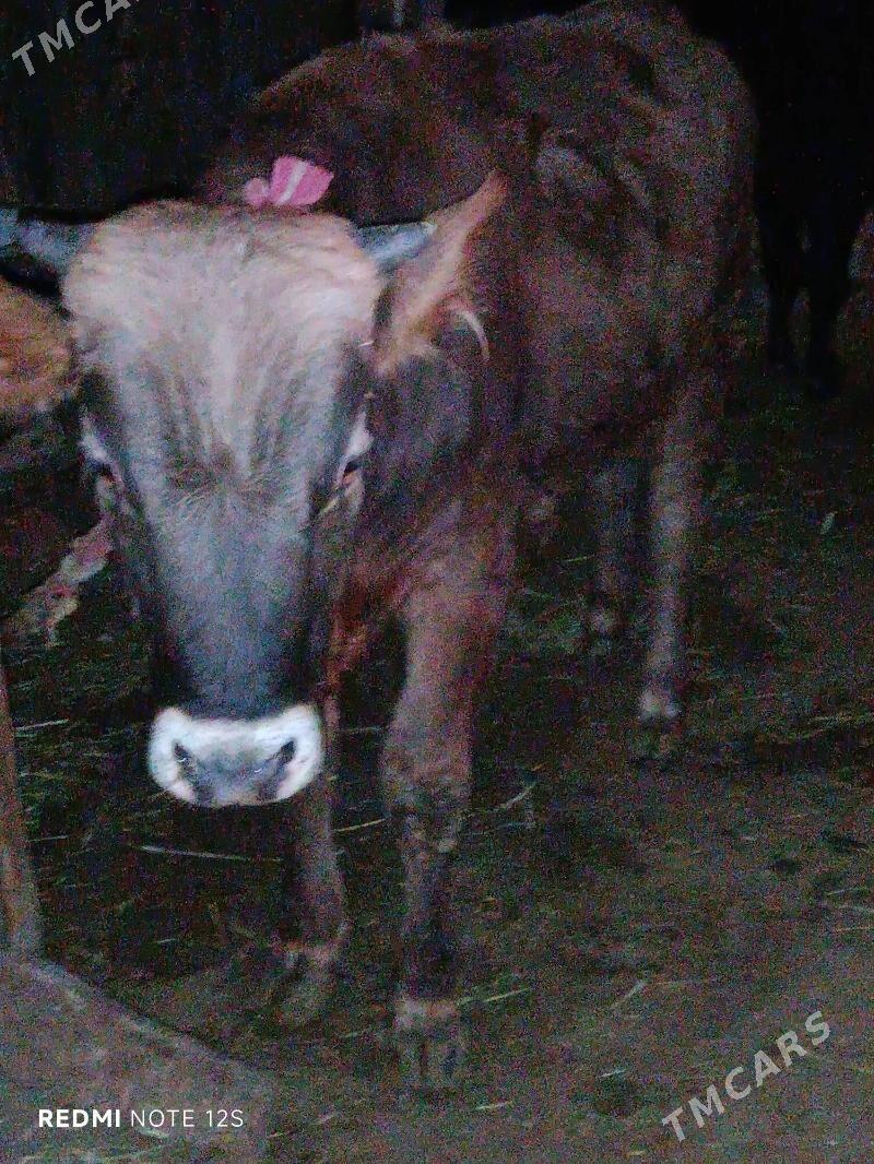 Okuz - Анев - img 4