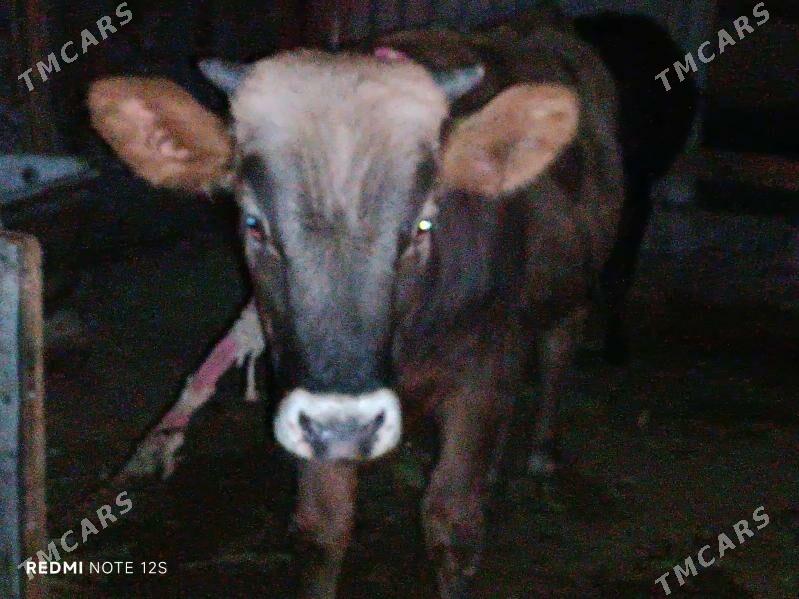 Okuz - Анев - img 2