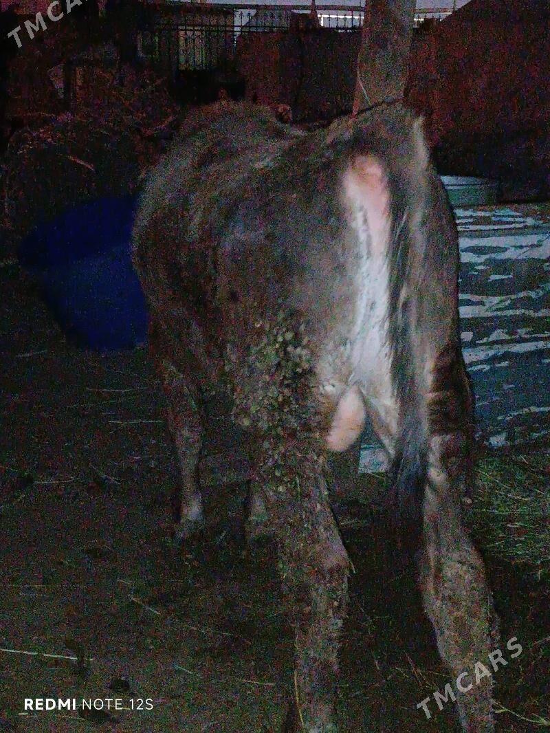 Okuz - Анев - img 5