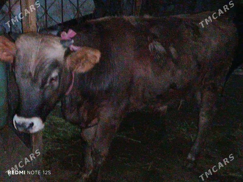 Okuz - Анев - img 3