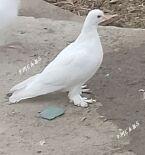 kepderi - 30 mkr - img 1