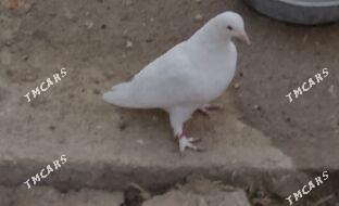 kepderi - 30 mkr - img 2