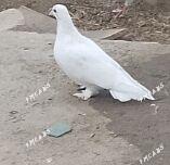 kepderi - 30 mkr - img 3