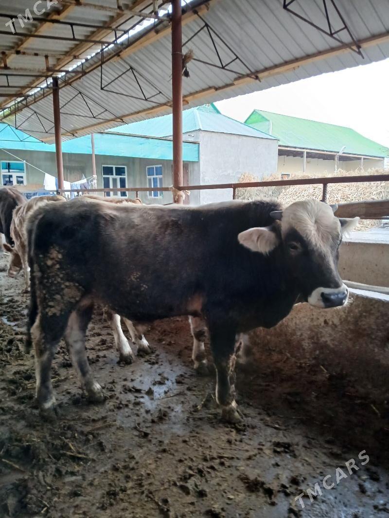 swes öküzler - Ашхабад - img 2