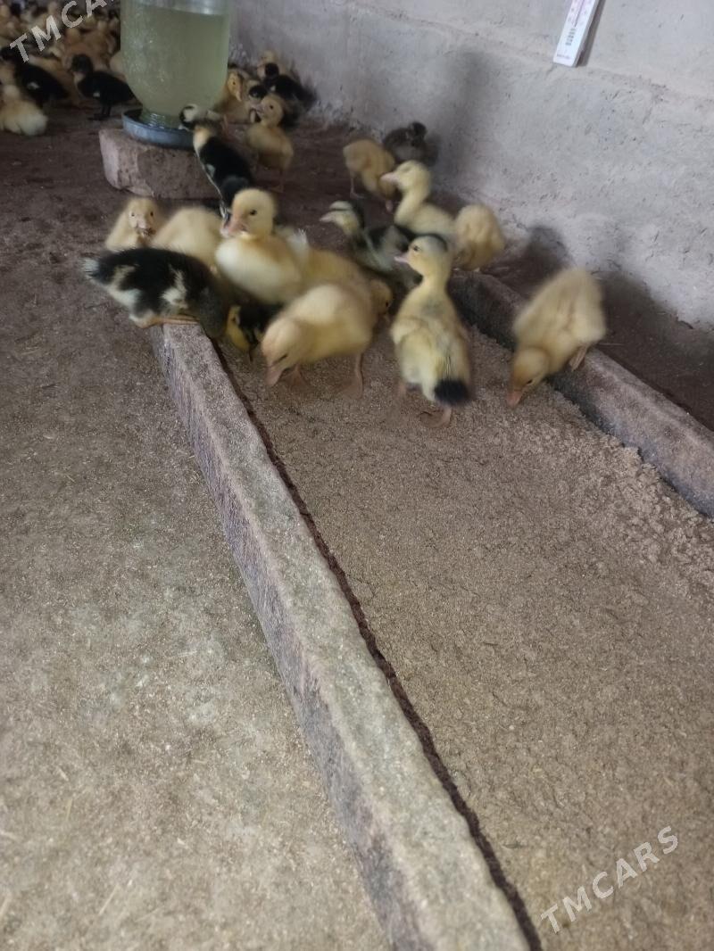 ördek jüje gak gak - Мургап - img 2