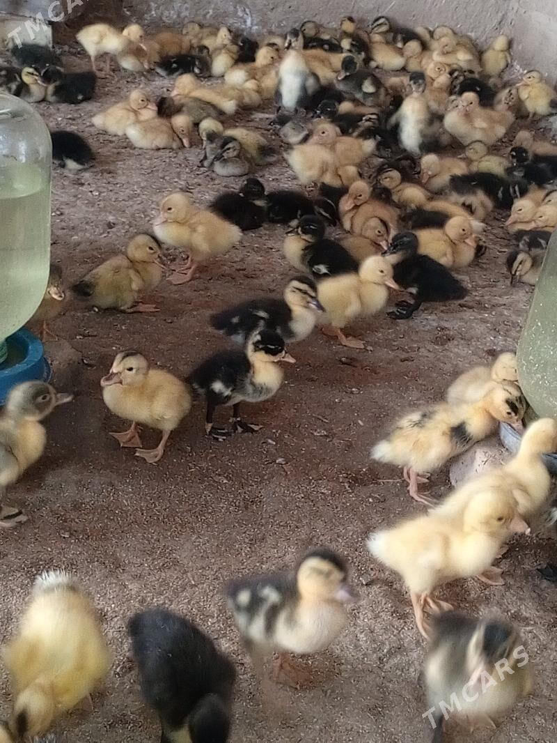 ördek jüje gak gak - Мургап - img 4