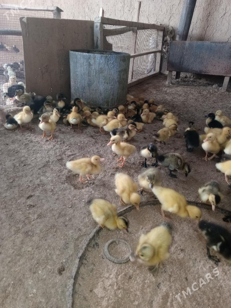 ördek jüje gak gak - Мургап - img 5