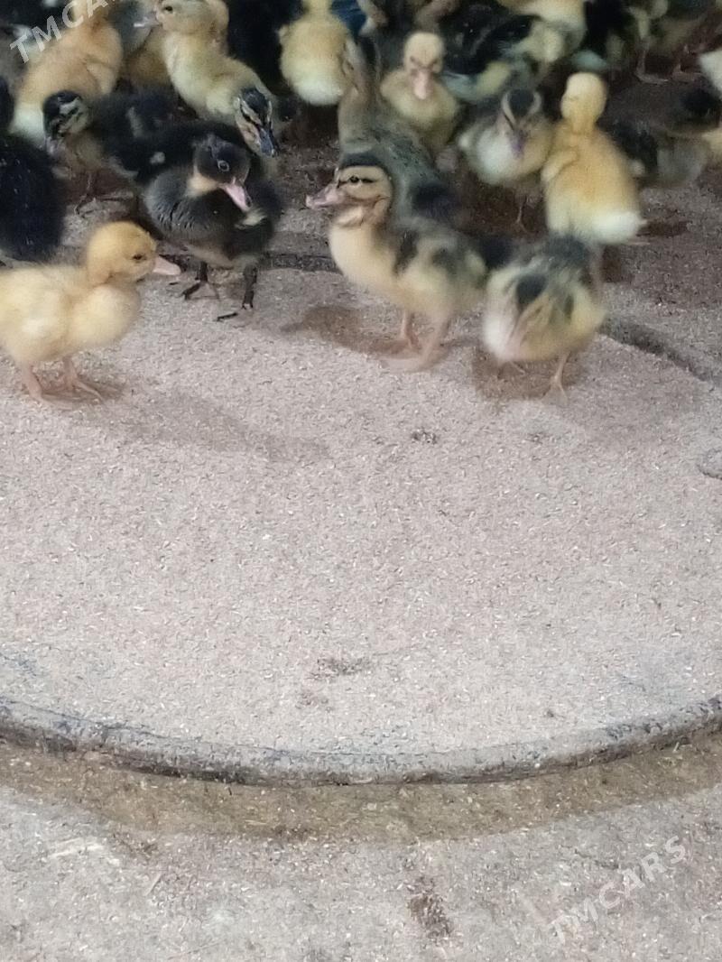 ördek jüje gak gak - Мургап - img 6