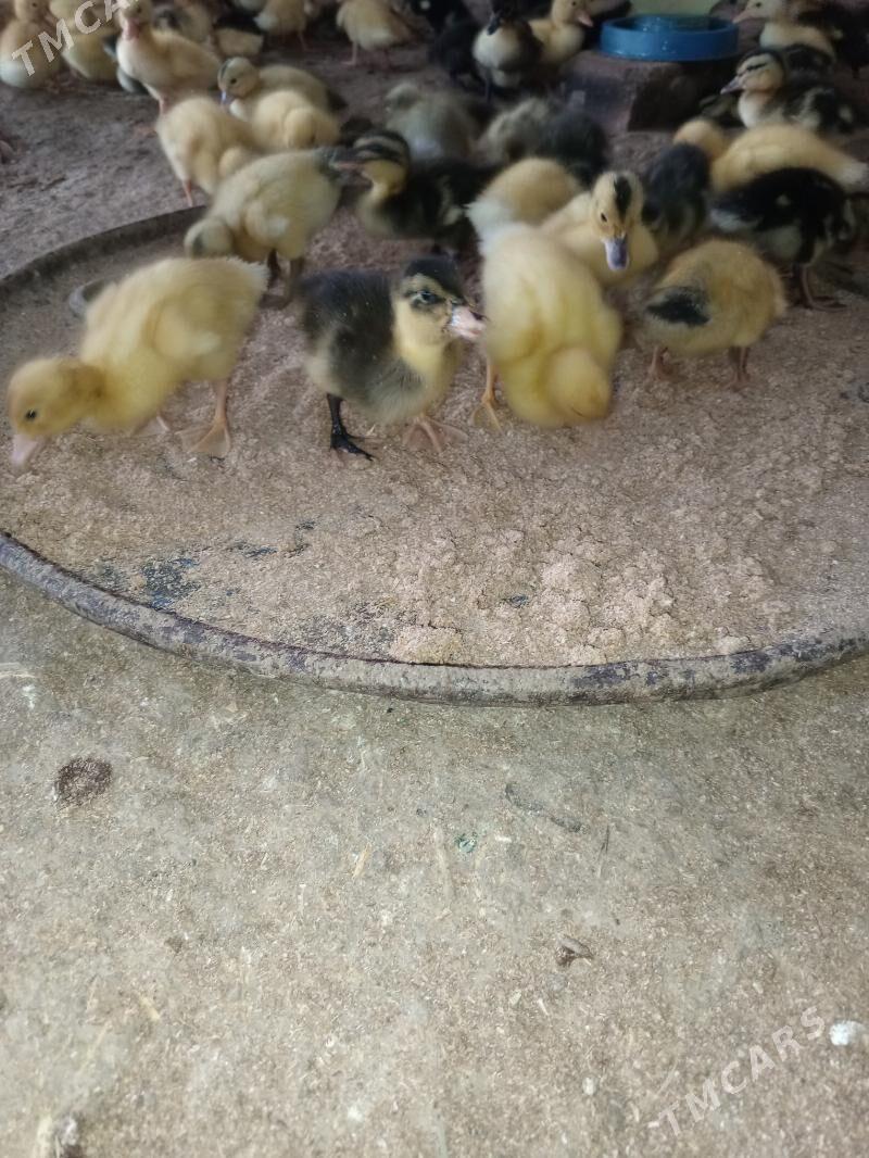 ördek jüje gak gak - Мургап - img 1