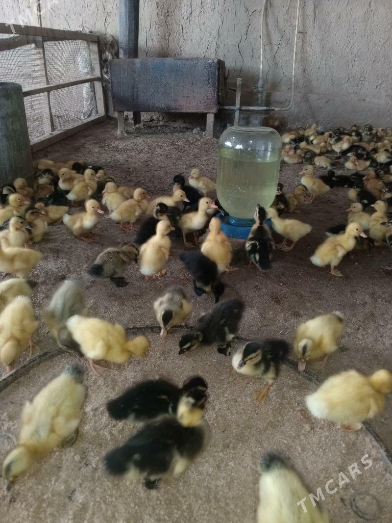 ördek jüje gak gak - Мургап - img 3