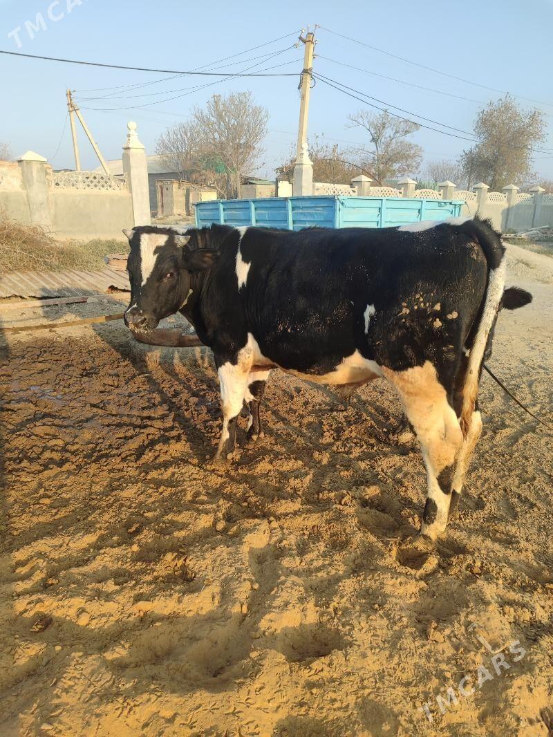 okuz - Яшлык - img 1