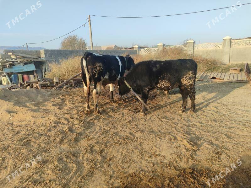 okuz - Яшлык - img 2