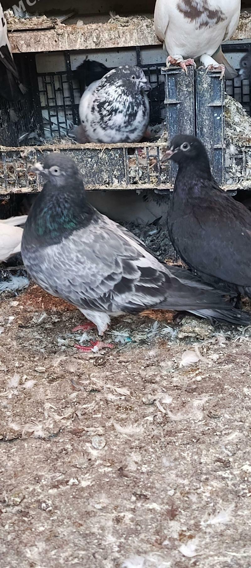 kepderi - Хитровка - img 2