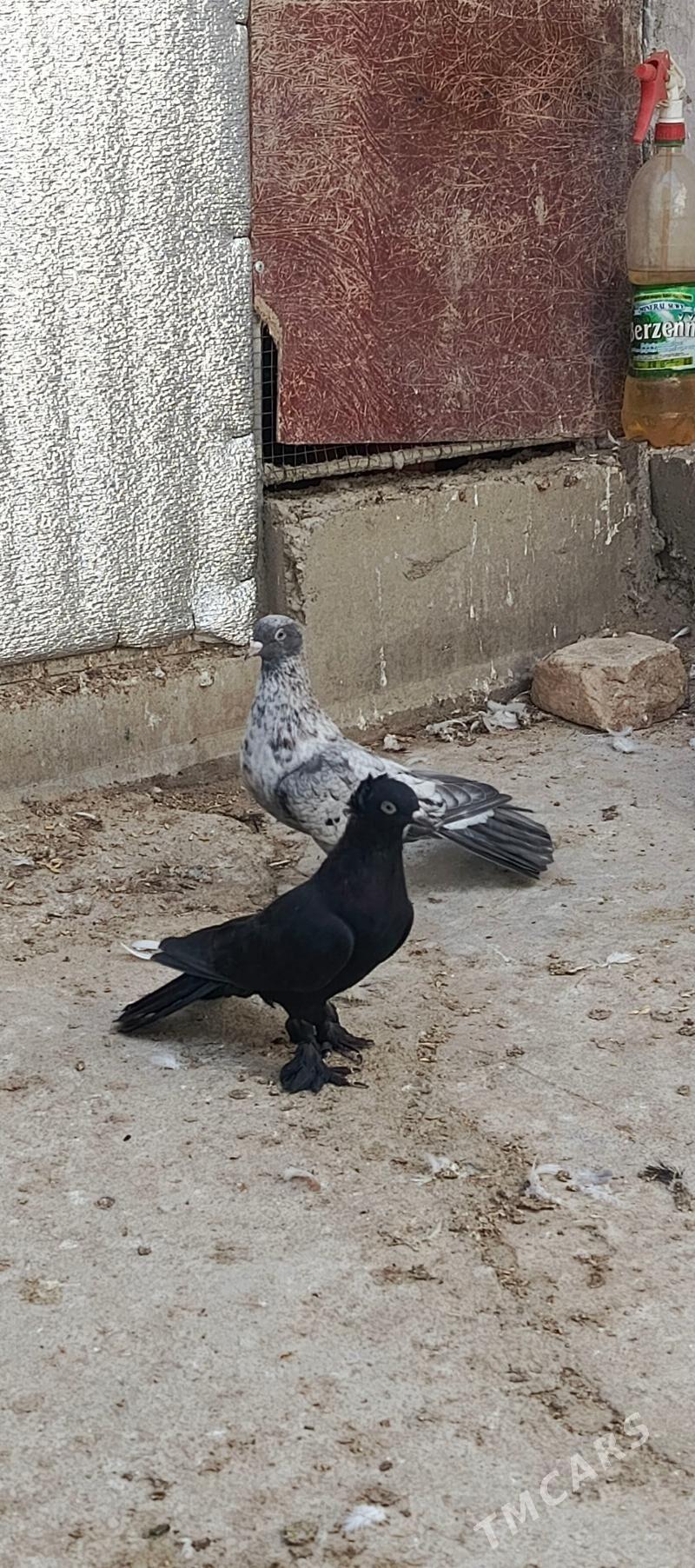 kepderi - Хитровка - img 1