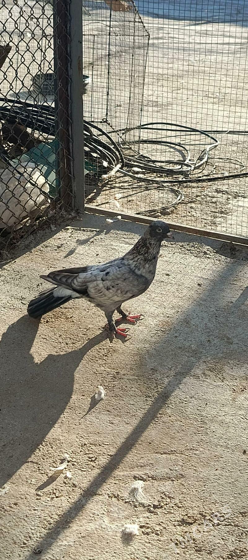 kepderi - Хитровка - img 3