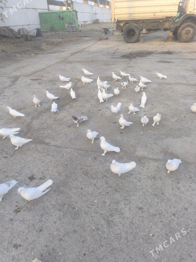 Kepderi Голуби ️ - Büzmeýin - img 5