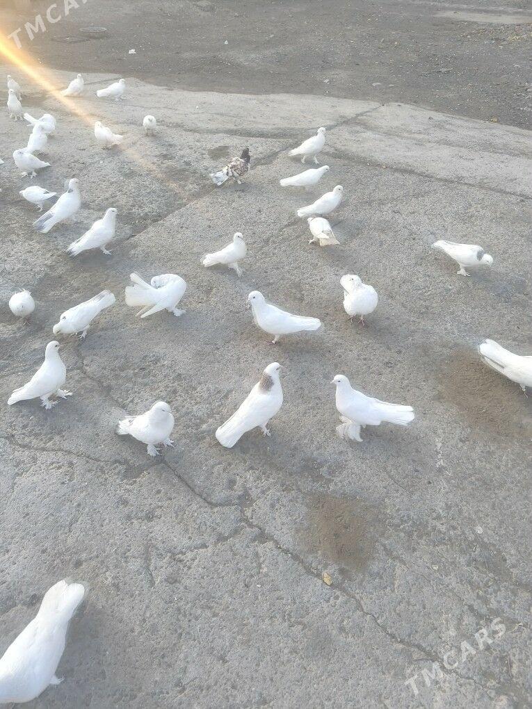 Kepderi Голуби ️ - Büzmeýin - img 8