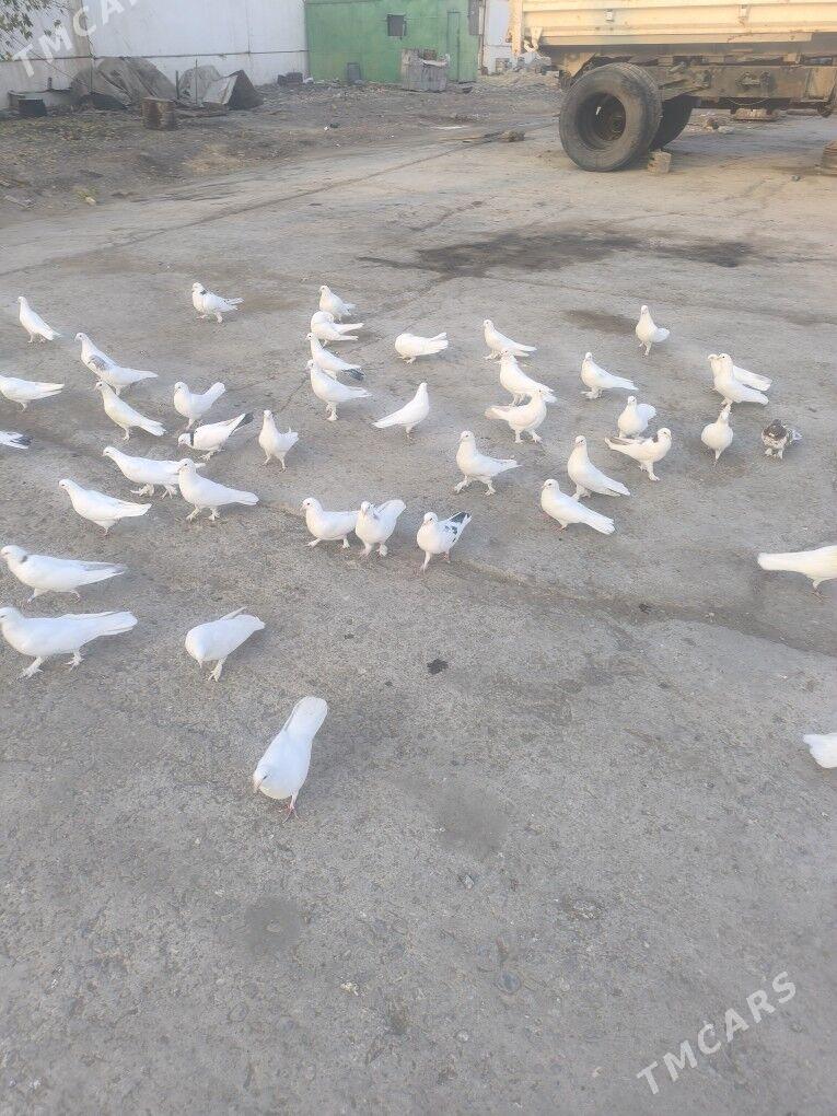 Kepderi Голуби ️ - Büzmeýin - img 7