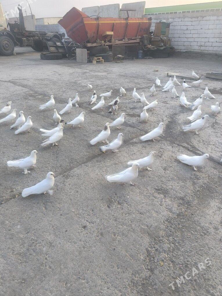 Kepderi Голуби ️ - Büzmeýin - img 10