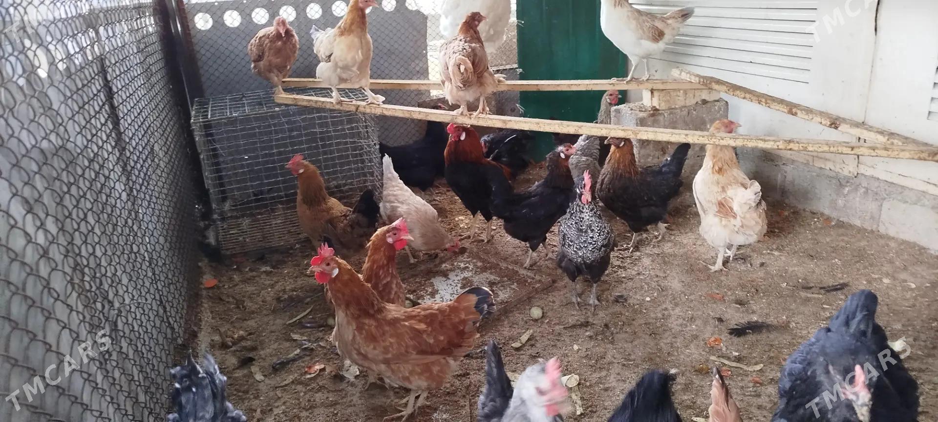 towuklar - Änew - img 2