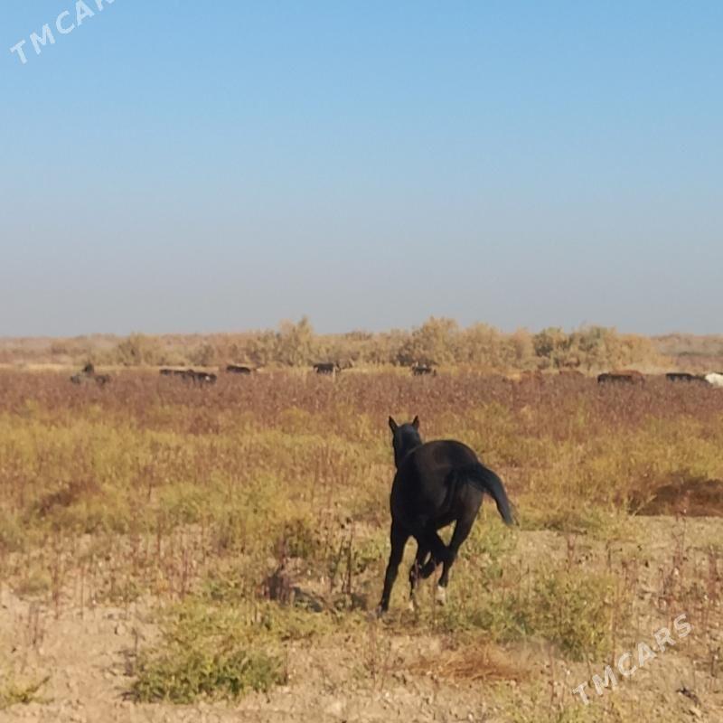 TAÝ - Бабадайхан - img 2